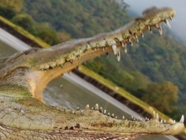 Crocodile safari - photo 13
